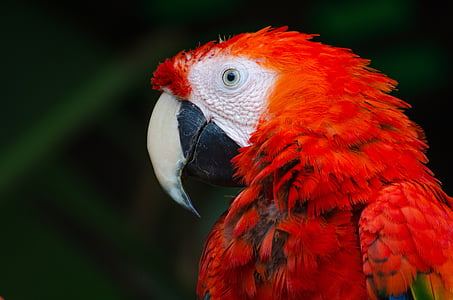 focus photography of scarlet Macaw