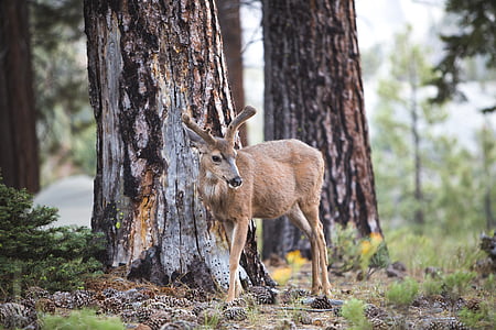 brown deer near tree in tilt shift photography