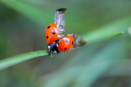 selective focus of orange and black ladybug perch on green plant