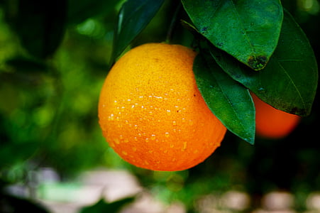 close up photo of orange fruit