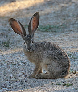 gray hare