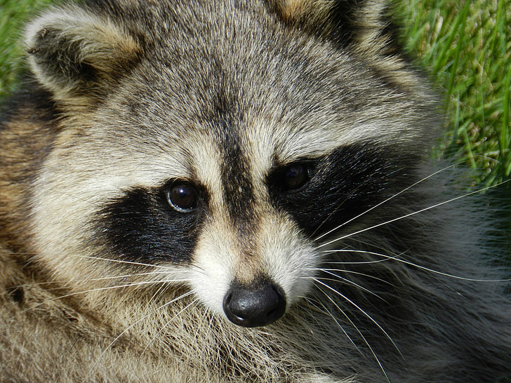 close up photo of raccoon