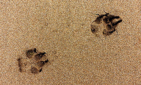 footprint of animal