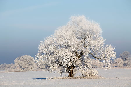 photo of white bare tree