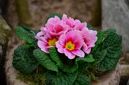 pink-and-yellow primrose flower