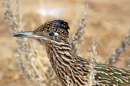 close-up photo of black and brown bird