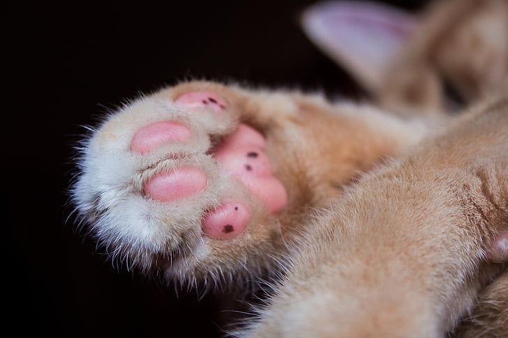 close-up photo of orange cat paw