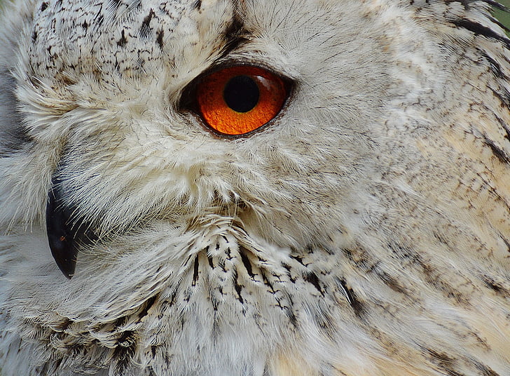 closeup photo of owl