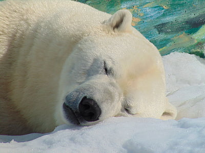 sleeping polar bear