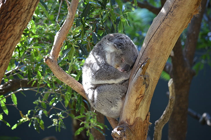 gray koala sleeping while sitting on tree branch during daytime