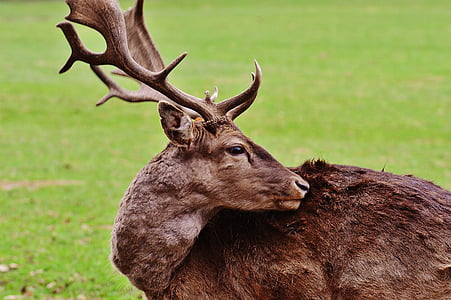closeup photography of brown deer
