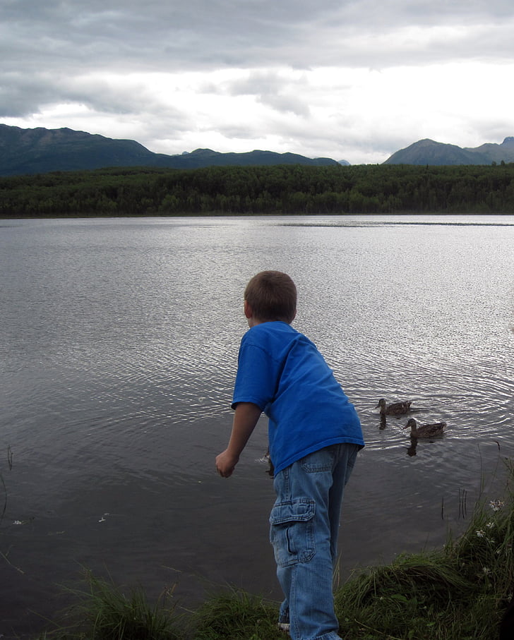 boy feeding two ducks on body of water during daytime
