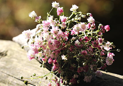 focus photo of white and pink flowers