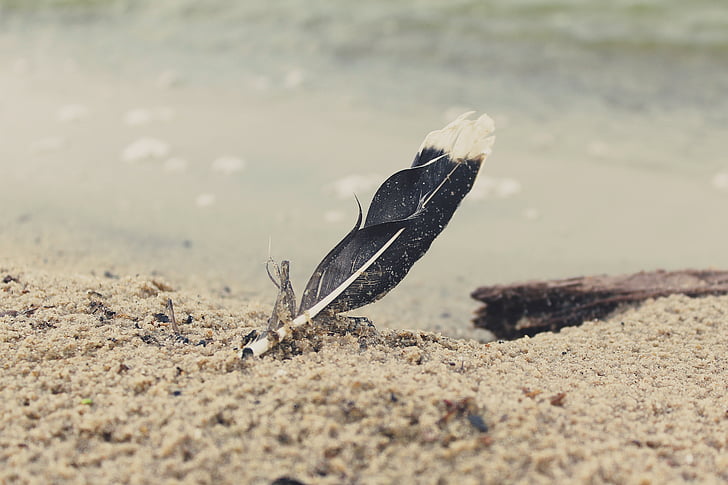 black feather on brown sand