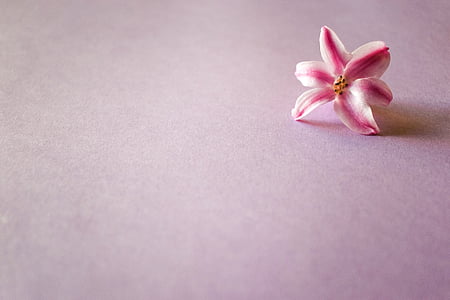 pink and white petaled flower