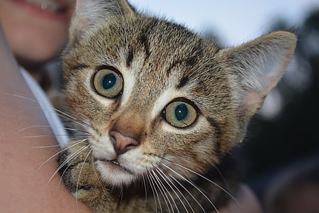 selective focus photography of brown tabby kitten