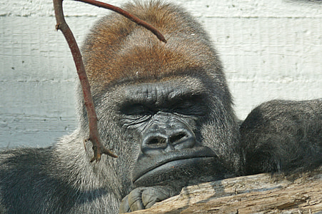 photo of black gorilla