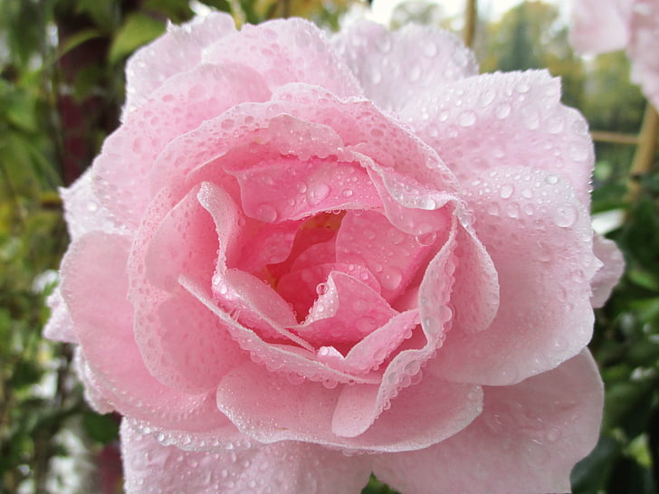 pink rose with dewdrops closeup photography