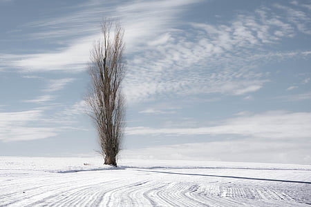 bare tree on snow field