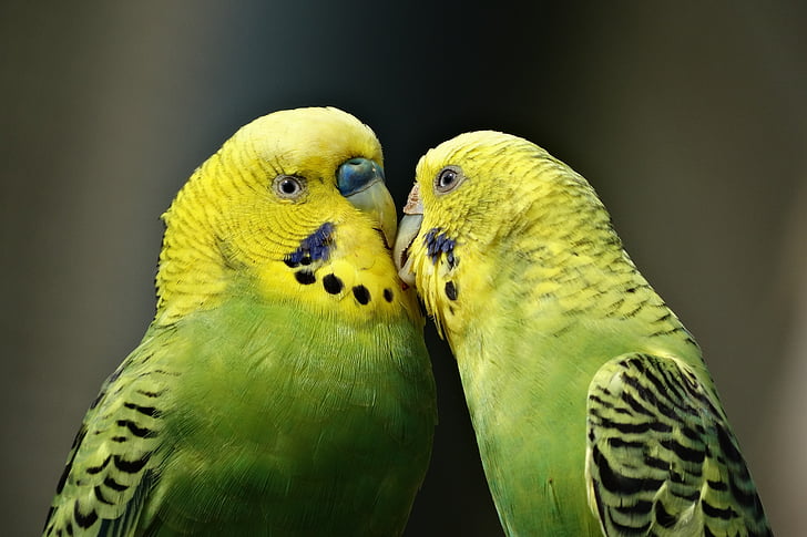 A Pair of Lovebirds