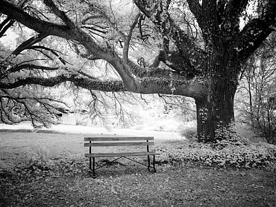 wooden bench under tall tree grayscale photo