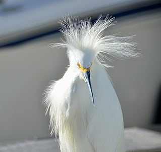 focus photo of snowy egret bird