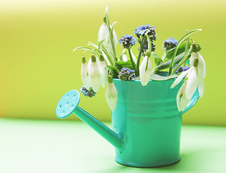 snowdrop flowers in watering can