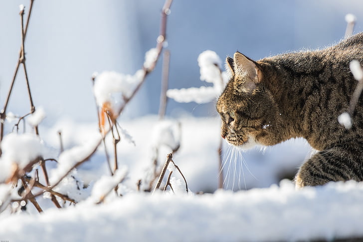 brown tabby cat on the snowy field