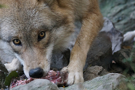 brown fox eating meat on gray rock