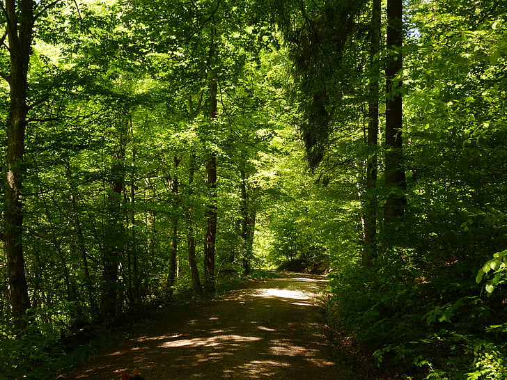 forest pathway photo during daytime