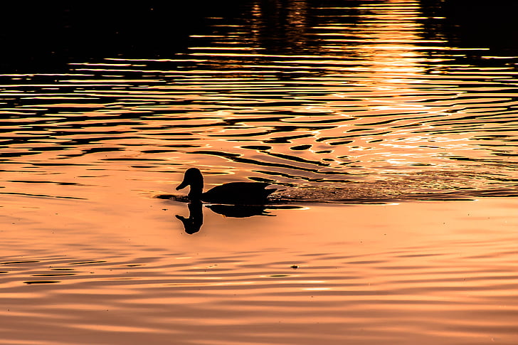 silhouette photography of duck swimming during sunset