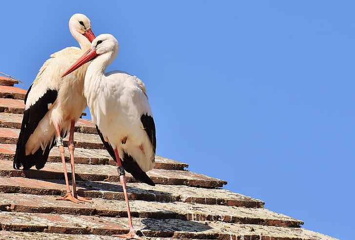 two white storks perched on brown roof during daytime