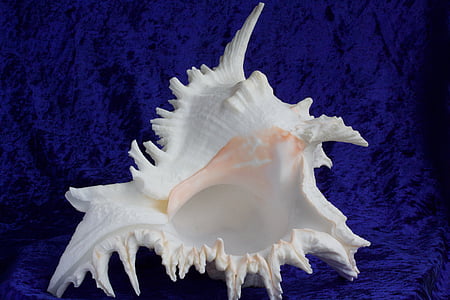 white and pink conch shell on blue sheet