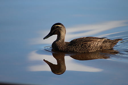 shallow focus photography of brown duck