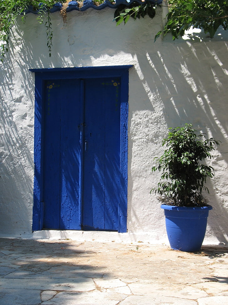 weeping fig plant on vase near blue door