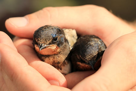 selective focus photography of two fledgling barn swallows