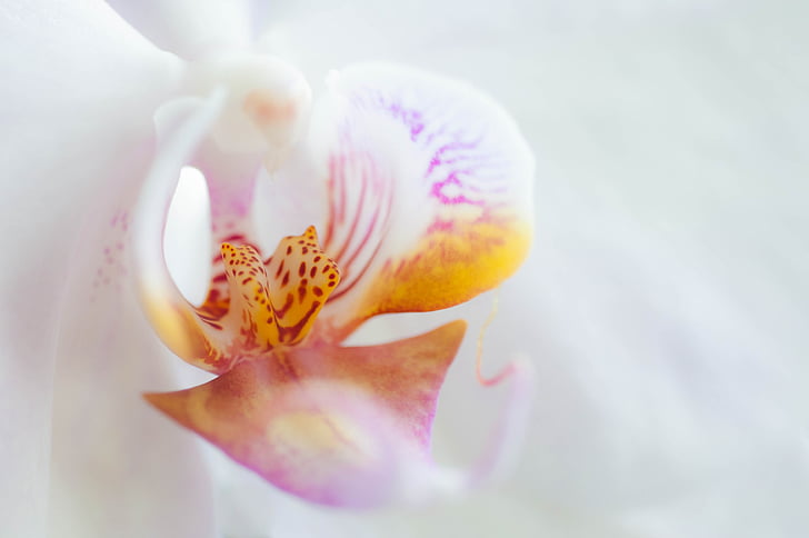 orchid, flower, blossom, bloom, plant, white