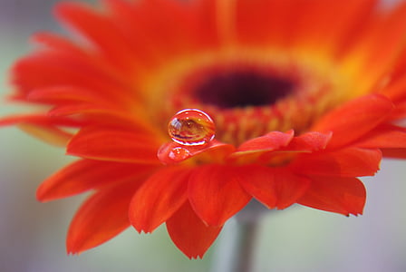 water droplet on orange Gerbera daisy closeup photography