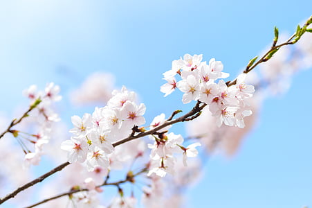 white-and-pink cherry blossoms in bloom at daytime