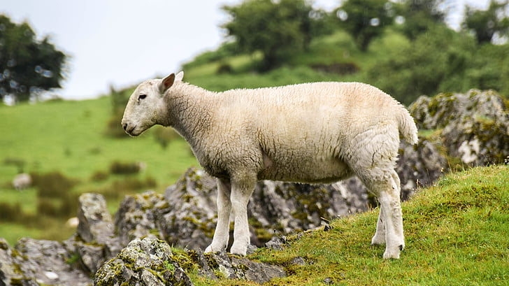 selective focus photography of lamb