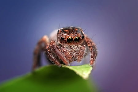 macro shot photography of jumping spider on green leaf