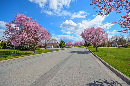 gray concrete road beside pink trees