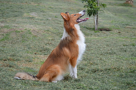 adult tan and white rough collie on grass field