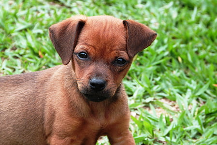 short-coated brown puppy on grass field
