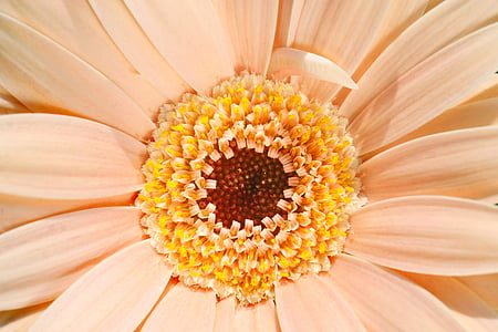 pink gerbera daisy in closeup photography