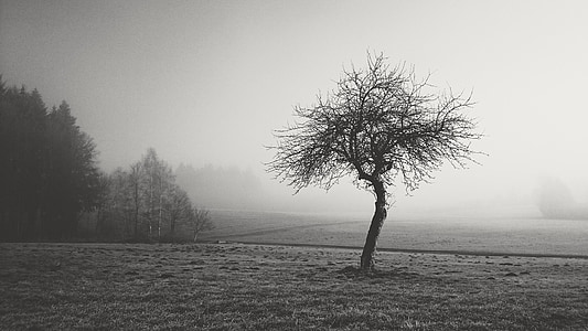 grayscale photo of dried tree