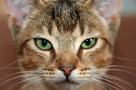 photography of green-eyed brown cat