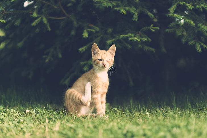 orange tabby cat sitting on green grass during daytime