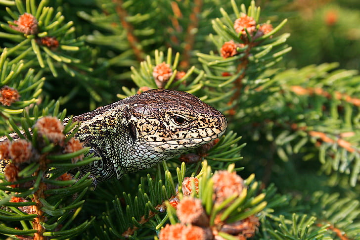 white and black monitor lizard on pink petaled flower plants