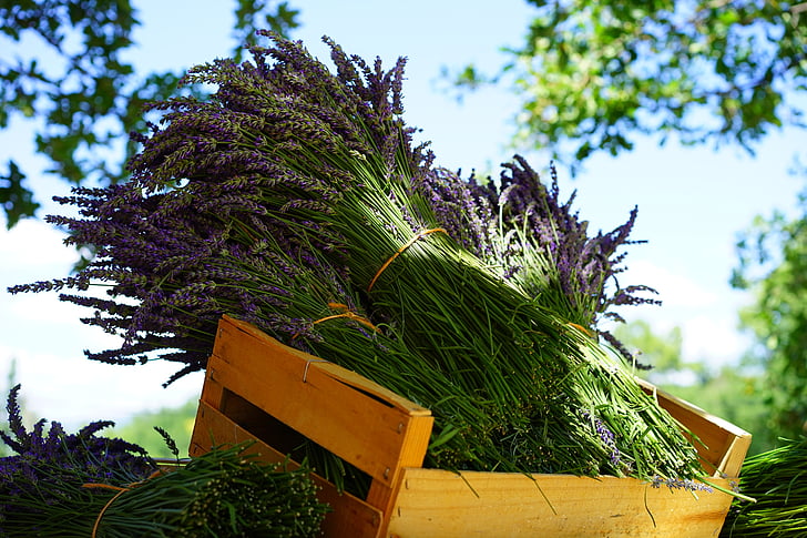 bundle of purple flower on wooden crate